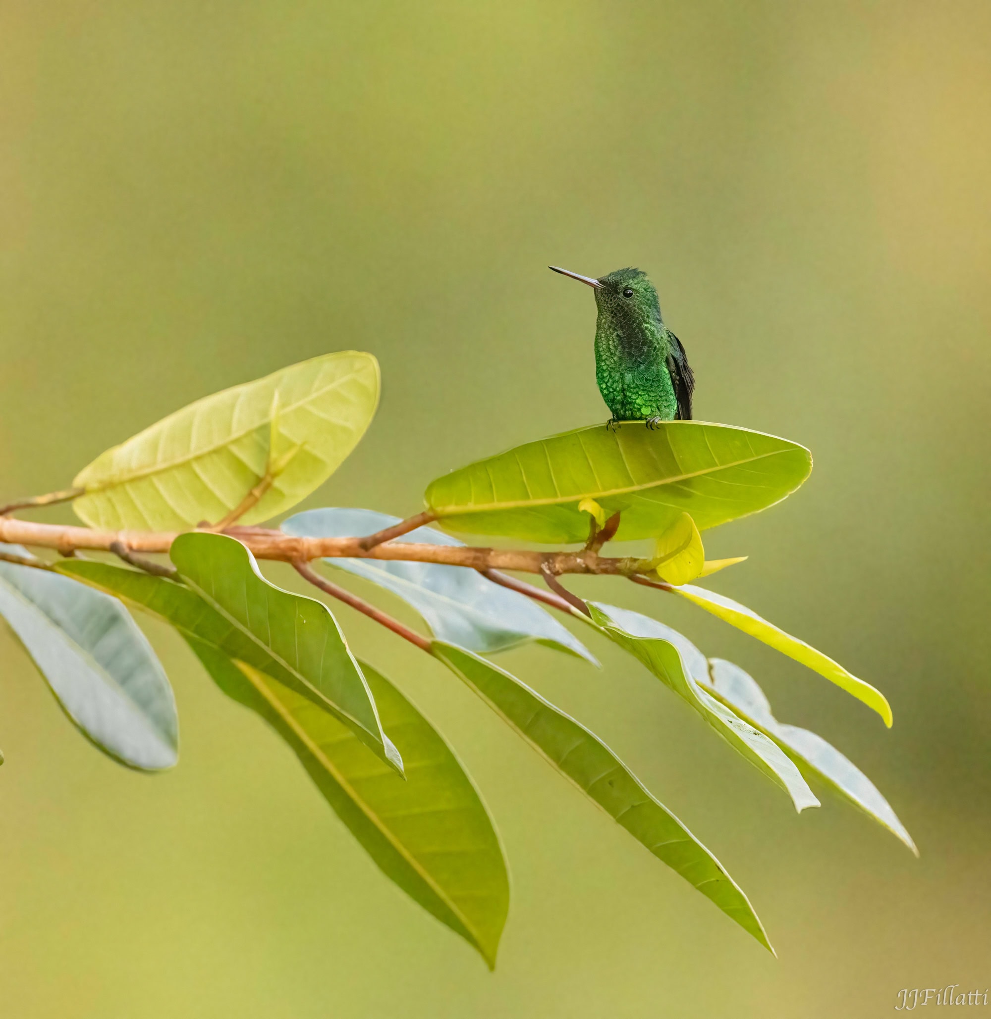 bird of colombia image 43